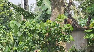 476K views · 10K reactions | Human and animal true relationship | Bhagabat Community | Facebook