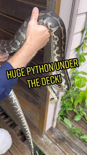 Python Removal Under Deck in Australia