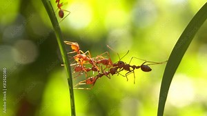 Ant action standing.Ant bridge unity team,Concept team work together