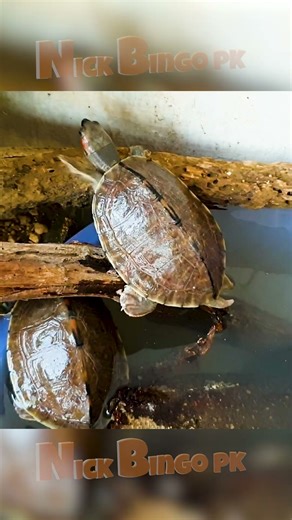 Turtle Climbing From Water Onto Wood 🐢🌿 #turtle #fish #wildlife #reefexploration #reef #aquarium