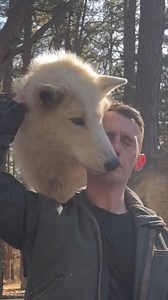 2K views · 170 reactions | Howling Woods Farm, NJ. #wolves #wolfdogs #unclecopper #unclecopper #foryou | Uncle Copper | Facebook