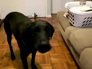 Great Dane / Lab Mix - Thunder talking
