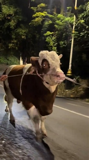 SIMMENTAL MARLBORO 1 TON UP CR DAGING FARM
