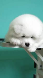 Samoyed puppies available for adoption ❤️❤️ | Anderson Milner