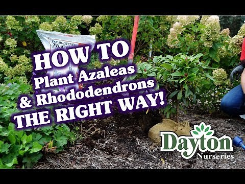 Planting Rhododendrons & Azaleas The RIGHT WAY!