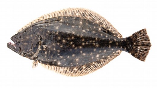 NC recreational flounder season: What to know about dates, catch limits