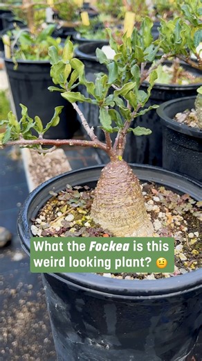 Fockea edulis is a species of caudiciform plant in the family Apocynaceae that is native to South Africa. The root is edible, but only when prepared correctly. It has a milky latex which can be poisonous. These plants are dioecious, meaning they have 'male' and 'female' plants. #fockeaedulis #SDBG #sandiegobotanicgarden #encinitasca #encinitas #sandiego #sdbgmembers #botanicalgardens | San Diego Botanic Garden