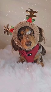 10K views · 662 reactions | Hope everyone will have a fun and Merry Christmas!  殺壟 Late Christmas gift is fine, so visit our website now to check out pawfect gift ideas! Use code HOLIDAY to save 20% ➡️ https://alpha.fan/41lxCuQ Credit: @wafflesthehotdog | Sausage Dog Central | Facebook