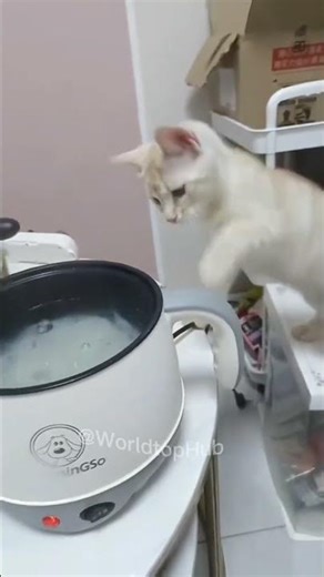 “5 Very Funny & Entertaining Cat Pranks! 😂🐱🔥”#funny #hilariousfails #prank #cat #catvideos #lol