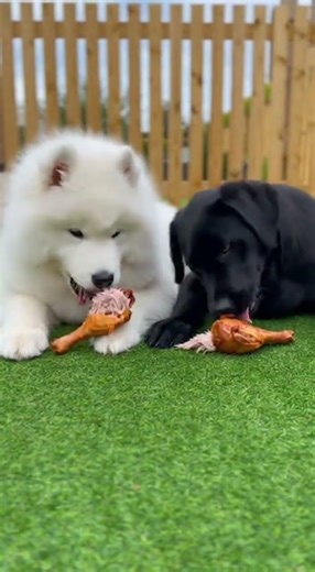 Two Dogs Eating Chicken 🍗 | ASMR