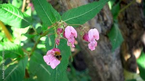 Impatiens glandulifera Royle and bumblebee Stock Video
