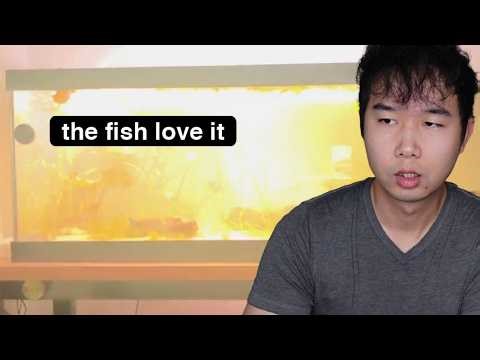 thunderstorm mode is insane | Fish Tank Review 341