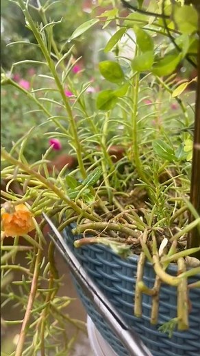 #diy#portulaca plant pruning#gardening
