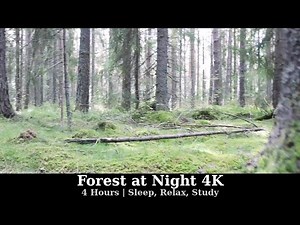 Forest at Night 4K | 4 Hours | Sleep, Relax, Study