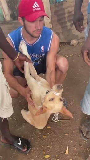 Saving Ghana's Dogs From The Meat Trade #rescueefforts #animals #dogshorts #shorts #reels #dog