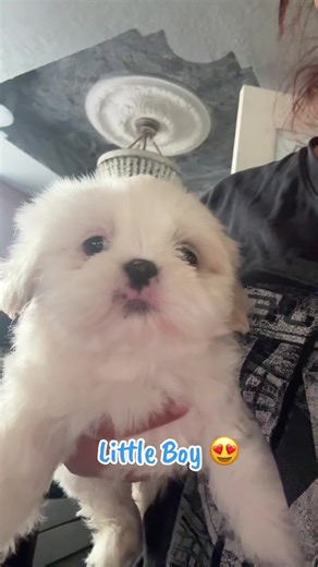 Shih tzu puppies (@shihtzupuppiesfresno)’s video of little big boy