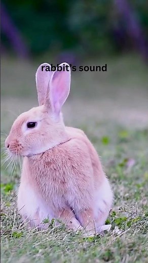 rabbit’s sound #rabbit #mamals #animals #sound #soundofnature #wildlife #shortvideo #wikipedia