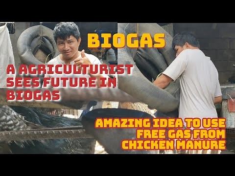 BIOGAS: AMAZING IDEA TO USE FREE GAS FROM CHICKEN MANURE