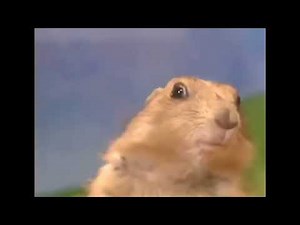 Dramatic Chipmunk Meme