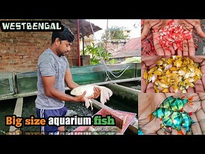 Indian aquarium fish farmer | Fish farming | westbengal