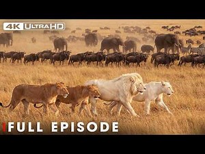 ULTIMATE LIONS: White Kings of the Savannah (Full Episode) | Nature Animal Documentary