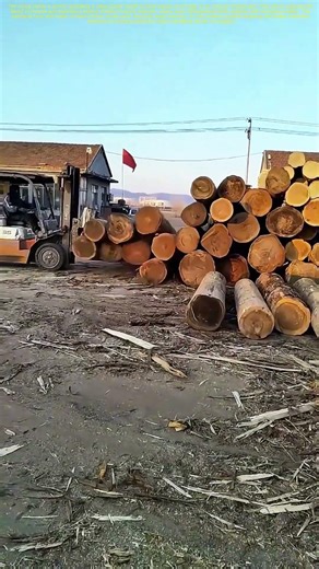 Timber Titans: How Cables and Precision Lift Heavy Futures