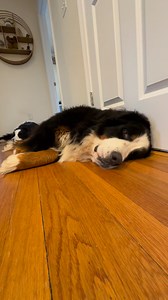 Big day of naps for the Gussel sprout #bernese #bernesemountaindog #bernesemountaindoglovers | Walt and Gus The Bernese Mountain Dogs