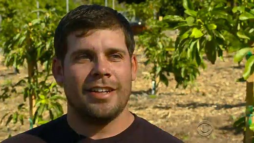 Avocado crops feeling sting of Calif. drought