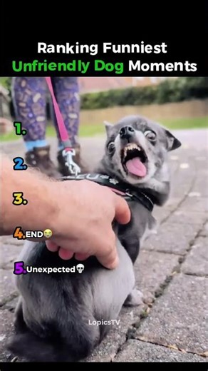 5 funniest mean dog moments