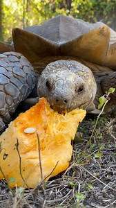Lucky the African spurred tortoise is sure feeling gourd with his pumpkin treat! 🐢 📹: Assistant Curator Kelsey | Audubon Zoo