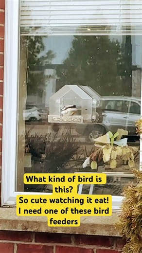 Window bird feeder #birds #birdfeeder #shortvideo #manual #windows #eating #seeds #birdseed #shorts