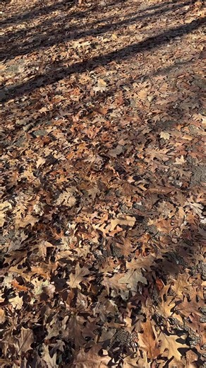 “Es maravilloso poder conectarte con la #craciondeDios “ #OracionesPoderosas #manifestare #divinidad | Aprendiendo Con Mary