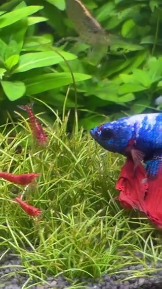 Can bettas & shrimp coexist? 🐟🦐 It depends on the betta! Out of my 4, only 1 hunted shrimp; the rest happily share their tank with cherry, neocaridina, & amano shrimp. Shrimp help keep tanks clean, eating algae & leftover food. #betta #bettafish #bettatank #cherryshrimp