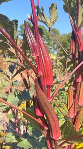 Good morning! Do you like okra? It seems to be one of those vegetables that incites strong opinions among us. I love it! My okra fritters will change your mind if you are on the fence about this very southern veggie! Haha! The red okra at @mossmountainfarm is showing out! This is okra ‘Alabama Red’ and I love its color and flavor. Beauty and function all in one. I’m hoping @shaneconnollyandco who will soon be visiting from London will use some in his demonstration at @arkmfa later in the month. 