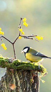 Eurasian Blue Tit (Cyanistes caeruleus) 👇 The Eurasian Blue Tit is a tiny spark of color flitting through woodlands and gardens. With its bright blue cap, sunny yellow belly, and crisp white face, it looks like a living splash of paint among bare branches. Restless and curious, it hops acrobatically from twig to twig, often hanging upside down as it searches for insects and seeds. Its high, tinkling calls and rapid movements bring constant energy to the trees. Cheerful, bold, and endlessly acti