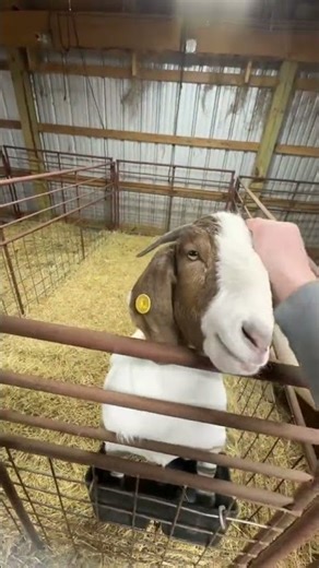 This is when they are cute and cuddly! #family #farmlife #goat #farm