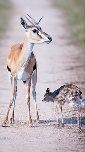 A gentle pause on a dusty path, where curiosity meets courage and a young soul prepares for a life in the untamed wild. #NatureMoments #WildAndFree #LeopardLife | Village life