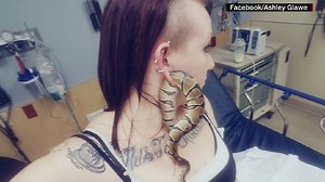 Portland woman gets python stuck in her gauge piercing