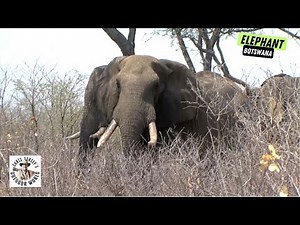 Huge Botswana Bull for First-Time Elephant Hunter
