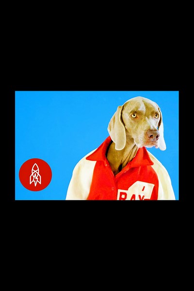 William Wegman, el arte de los weimaraners