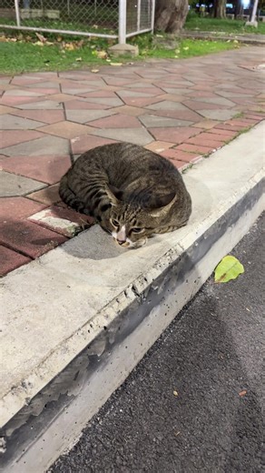 Taking a Gamble on a Thai Street Cat