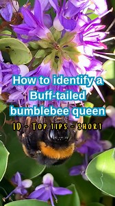 2.9K views · 182 reactions | Buff-tailed bumblebee queens are the largest in the UK and, with the rest of the UK’s 24 bumblebee species in hibernation, now is the perfect time to spot them. What bumblebee do you find the easiest/hardest to identify?   Helen King | Bumblebee Conservation Trust | Facebook