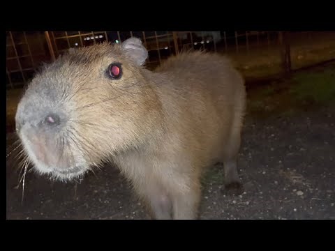 How to Survive a Capybara Attack