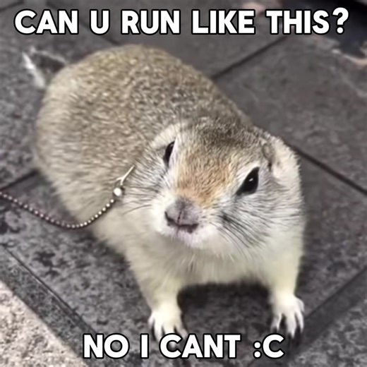 Ground Squirrels: Fascinating Facts About Their Behavior