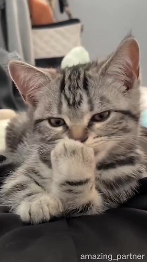 These pets are so cool!#pet #fyp #catsoftiktok #interesting #dog #viral