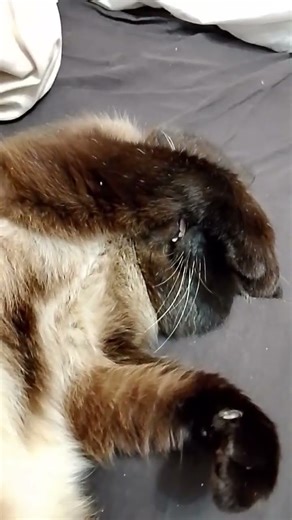 #котофейка #cat #видосыоткота #кот #веселыекоты #котик