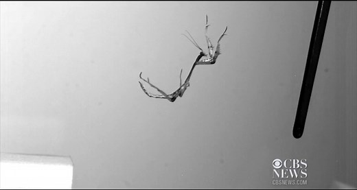 Praying mantises have an uncanny ability to jump at lightning speed and always land on their target