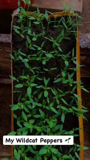 I started with just 10 seeds of these wildcat peppers from Johnny’s selected seeds(USA).. Only five of them germinated, and of those, only three plants really thrived🌶️…I harvested the peppers from those plants, extracted the seeds, and started them all over again… This time, they sprouted beautifully.. I'm hoping for a huge harvest so I can share them with my elderly friends. As they say, to plant a garden is to believe in tomorrow🌱❤️🧑‍🌾🪴👊 #beinspired #garden #pepper #DIY #reelsfypシ #fypシ