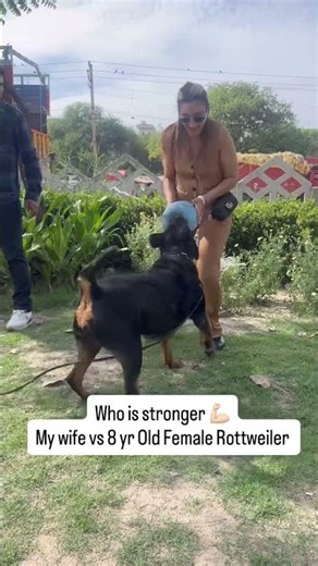Who is stronger My Wife Vs 8 yr old female Rottweiler 💪🏻 rottweiler dog,rottweiler puppie