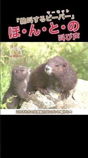 かの「#絶叫するビ̶ー̶バ̶ー̶ マーモット」ほんとの鳴き声【どうぶつ奇想天外／WAKUWAKU】